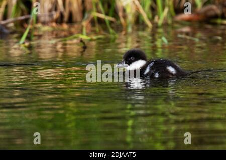 Piccolo giovane goldeneye comune, Bucephala clangula nuotare in uno stagno durante la primavera in Estonia, Nord Europa. Foto Stock