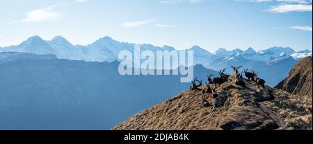 gruppo di stambecchi che giace sulla cima di una cresta dentro Le Alpi bernesi Foto Stock