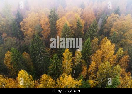 Antenna di lussureggiante foresta boreale selvaggia durante il colorato fogliame autunnale nella natura europea. Foto Stock