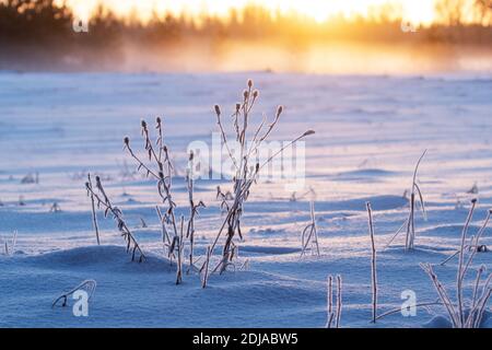 Piante ghiacciate su un campo innevato durante un'alba colorata in una fredda mattina invernale in Estonia, stato Baltico. Foto Stock