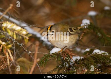 Un curioso Goldcrest, Regulus regulus come il più piccolo uccello in Europa che pervica su un ramo di abete rosso in una foresta boreale invernale. Foto Stock