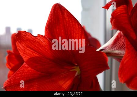 Amaryllis rosso fiore lussureggiante fiorisce sullo sfondo della finestra, dietro la città sfocata, fuoco morbido. Russia, Vladivostok Foto Stock