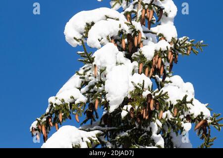 Abete rosso, coni di Picea abies durante una bella giornata invernale nella foresta fiduciosa estone, Nord Europa. Foto Stock
