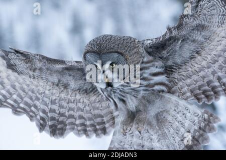 Un primo piano di una grande gufo grigio (Strix nebuulosa) che cede in una foresta di taiga nevosa vicino a Kuusamo, Finlandia settentrionale. Foto Stock