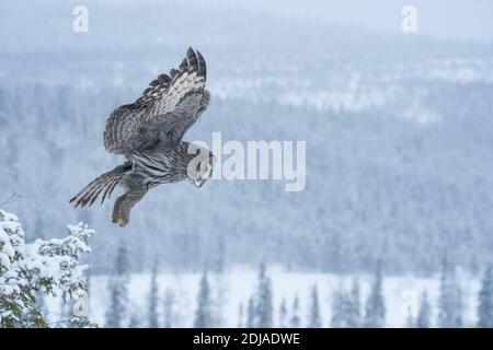 Possente Great Grey Owl (Strix nebulosa) decollo da un piccolo albero in una foresta di taiga nevosa vicino a Kuusamo, Finlandia settentrionale. Foto Stock