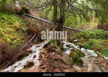 Fiume che scorre lentamente attraverso una pineta Foto Stock