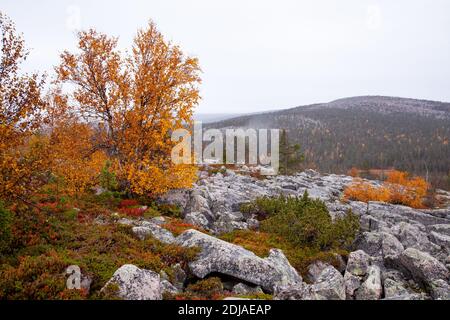 Alberi colorati e cespugli su una collina rocciosa durante il fogliame autunnale nella Finlandia settentrionale vicino alla Salla. Foto Stock