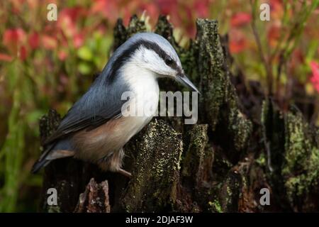 Un primo piano di un nuthatch eurasiatico, Sitta europaea in piedi su un ceppo in una foresta boreale. Foto Stock