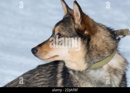 Un cane mongrel su un guinzaglio in un ricovero per cani sullo sfondo bianco della neve Foto Stock