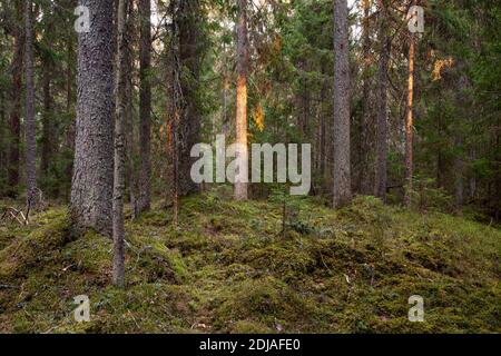 Foresta boreale di conifere nella natura estone, Nord Europa. Foto Stock