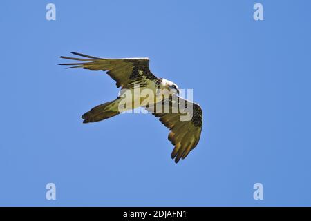 Bearded Vulture (Gypaetus barbatus) volo adulto, Bulgan, Mongolia Foto Stock