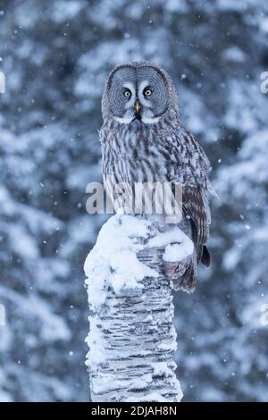 Un bellissimo e maestoso uccello di preda Grande Grey Owl (Strix nebuulosa) che cede nel paese delle meraviglie invernali della foresta di taiga nevosa vicino Kuusamo, pinna settentrionale Foto Stock