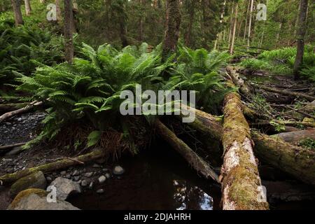 Una lussureggiante foresta vecchia da un piccolo ruscello con grandi felci verdi. Sparato nel parco nazionale di Lahemaa, Estonia. Foto Stock