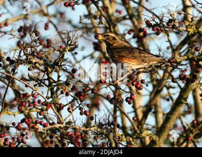 Una Redwing (Turdus iliacus) che si nuota sulle bacche di biancospino rosso, Cotswolds Foto Stock