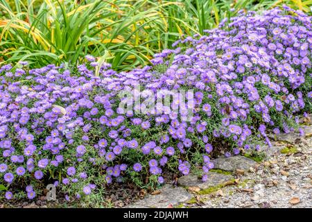 Kissen-Aster (Aster 'Lady in blu") Foto Stock