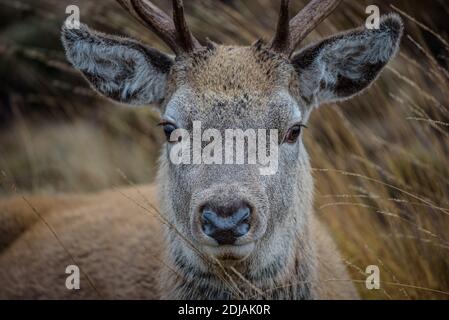 Red Deer Stag, Scottish Highlands, Scozia, Regno Unito Foto Stock