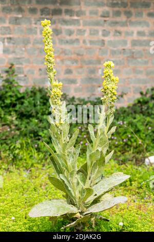 Grande Mullein Verbascum thapsus che cresce sulla testa delle grandi Orme Nel Galles del Nord, regno unito Foto Stock