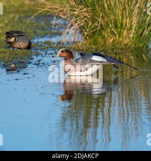 Eurasian Wigeon (Mareca penelope) maschio nell'ambiente. Foto Stock