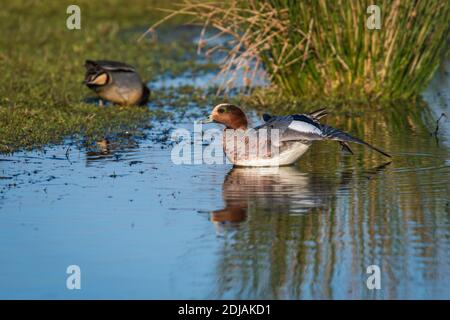 Eurasian Wigeon (Mareca penelope) maschio nell'ambiente. Foto Stock