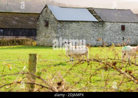 Nord dell'Inghilterra o Nord Paese Mule pecora su un Fattoria a Corwen Galles del Nord in inverno Foto Stock