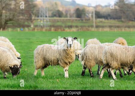 Un gregge di nord Inghilterra o Mule North Country Pecore in una fattoria a Corwen Galles del Nord nel inverno Foto Stock