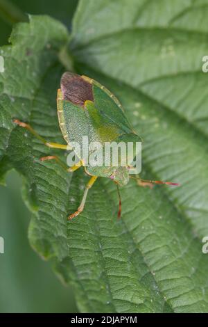 Grüne Stinkwanze, Stink-Wanze, Palomena prasina, protezione verde bug, protezione verde comune bug Foto Stock