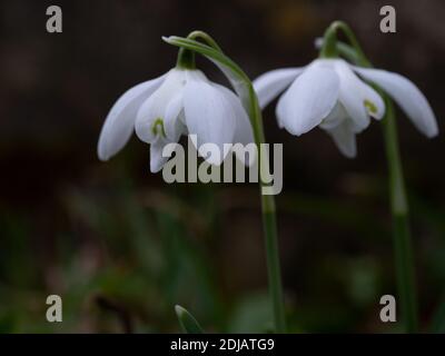 Prime nevicate inglesi di primavera a Cottisford Churchyard, Oxfordshire. Foto Stock