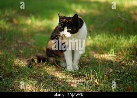 Caccia al gattino tricolore nel giardino estivo. Gatto Calico seduto sull'erba verde Foto Stock