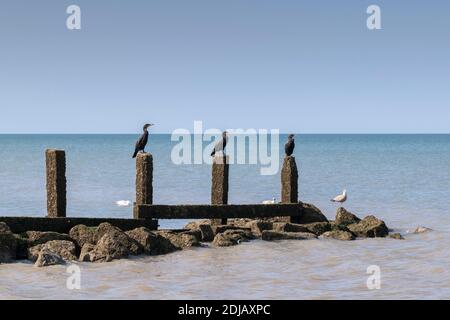 Cormorano Phalacrocorax carbo su groynes di legno a Llanddulas sul Costa del Galles del Nord Foto Stock