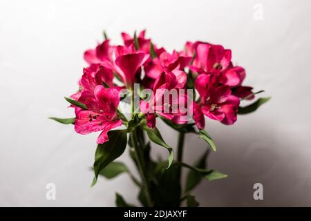 Rosa Alstroemeria su sfondo bianco Foto Stock