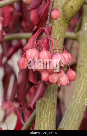 Spindelstrauch (Euonymus grandiflorus 'vino rosso") Foto Stock