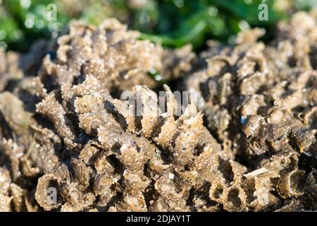 La barriera corallina Sabellaria alveolata sulla costa del Galles del Nord regno unito Foto Stock