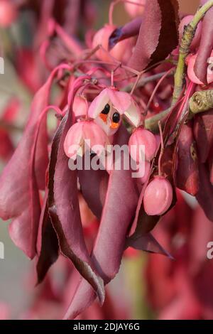 Spindelstrauch (Euonymus grandiflorus 'vino rosso") Foto Stock