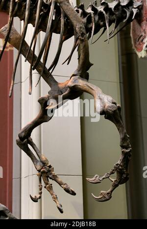 Allosauro. Genere di dinosauro theropodico carnivoro che visse da 155 a 145 milioni di anni fa. Periodo tardo-giurassico. Predador bipedale. Elimb con tre dita. Museo di Storia Naturale, Berlino. Germania. Foto Stock