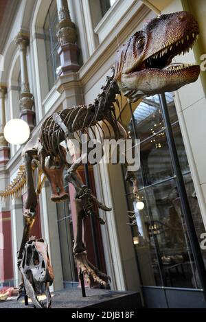 Allosauro. Genere di dinosauro theropodico carnivoro che visse da 155 a 145 milioni di anni fa. Periodo tardo-giurassico. Predador bipedale. Ricostruzione scheletro dinosauro. Museo di Storia Naturale, Berlino. Germania. Foto Stock