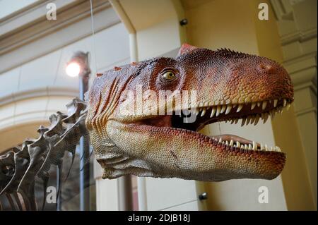 Allosauro. Genere di dinosauro theropodico carnivoro che visse da 155 a 145 milioni di anni fa. Periodo tardo-giurassico. Predador bipedale. Dettaglio della testa. Riproduzione. Museo di Storia Naturale, Berlino. Germania. Foto Stock