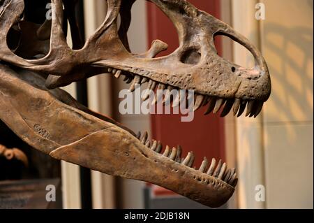 Allosauro. Genere di dinosauro theropodico carnivoro che visse da 155 a 145 milioni di anni fa. Periodo tardo-giurassico. Predador bipedale. Cranio con denti grandi e dentellati. Dettaglio. Museo di Storia Naturale, Berlino. Germania. Foto Stock