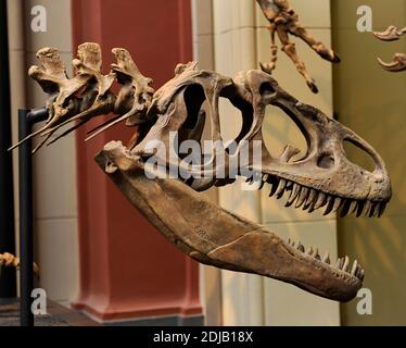 Allosauro. Genere di dinosauro theropodico carnivoro che visse da 155 a 145 milioni di anni fa. Periodo tardo-giurassico. Predador bipedale. Cranio con denti grandi e dentellati. Museo di Storia Naturale, Berlino. Germania. Foto Stock