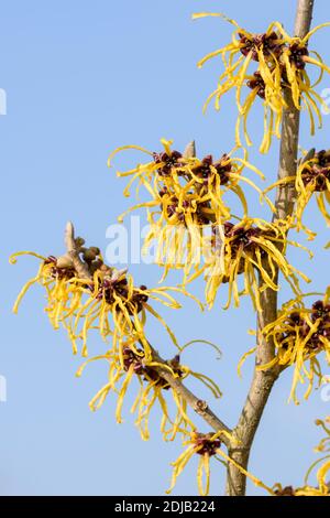 Hybrid-Zaubernuss (Hamamelis × intermedia 'Barmstedt oro") Foto Stock