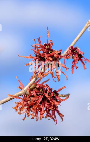 Hybrid-Zaubernuss (Hamamelis × intermedia 'Diane') Foto Stock