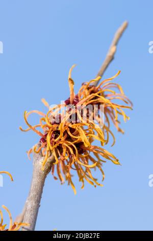 Hybrid-Zaubernuss (Hamamelis × intermedia "Jelena") Foto Stock