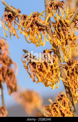 Hybrid-Zaubernuss (Hamamelis × intermedia "Robert") Foto Stock