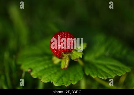 Primo piano di una fragola di mock o di una Potentilla indica in Riserva naturale di Stainton Quarry North Yorkshire Foto Stock