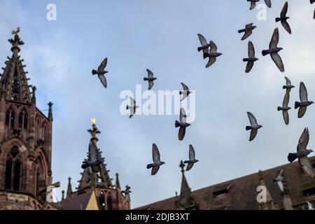 Gregge di colombe o piccioni che volano intorno ad un campanile della chiesa contro un cielo nuvoloso Foto Stock