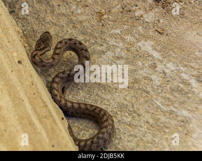 Coronella girondica, serpente liscio meridionale Foto Stock