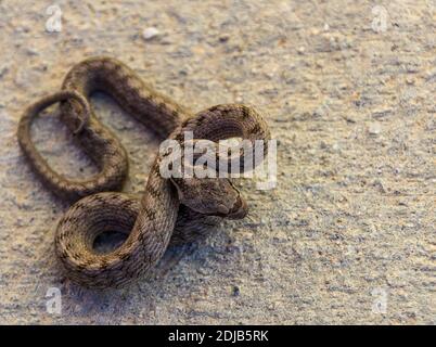Coronella girondica, serpente liscio meridionale Foto Stock