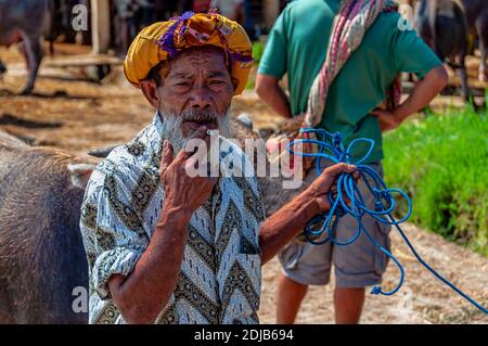 Rantepao mercato del bestiame, Rantepao, Tana Toraja, Sulawesi, Indonesia Foto Stock