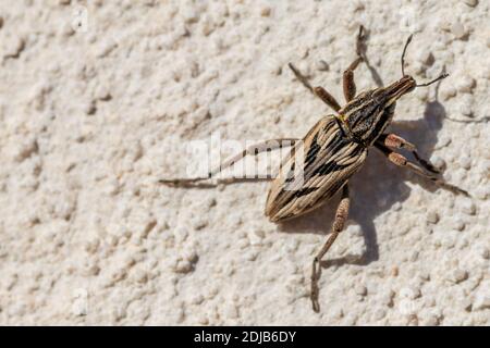 Coniocleonus nigrosuturatus, Snout Weevil Foto Stock