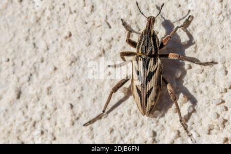 Coniocleonus nigrosuturatus, Snout Weevil Foto Stock