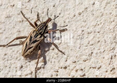 Coniocleonus nigrosuturatus, Snout Weevil Foto Stock